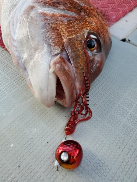 シーライオン 釣果