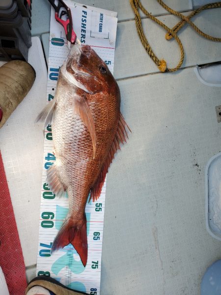 シーライオン 釣果