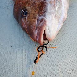 シーライオン 釣果