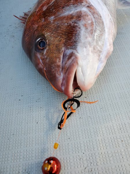 シーライオン 釣果