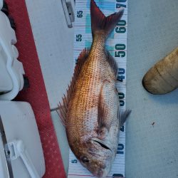 シーライオン 釣果