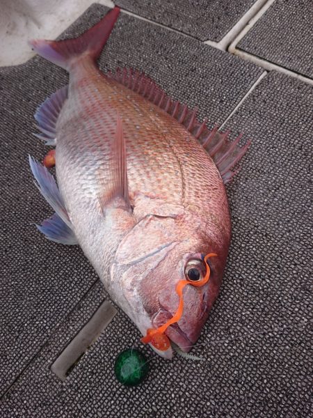 ARCADIAⅡ （アルカディアⅡ） 釣果