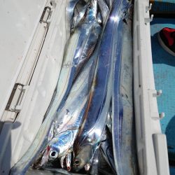 シースナイパー海龍 釣果