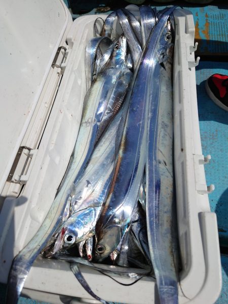 シースナイパー海龍 釣果