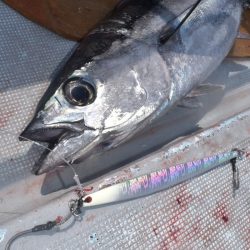 渡船屋たにぐち 釣果