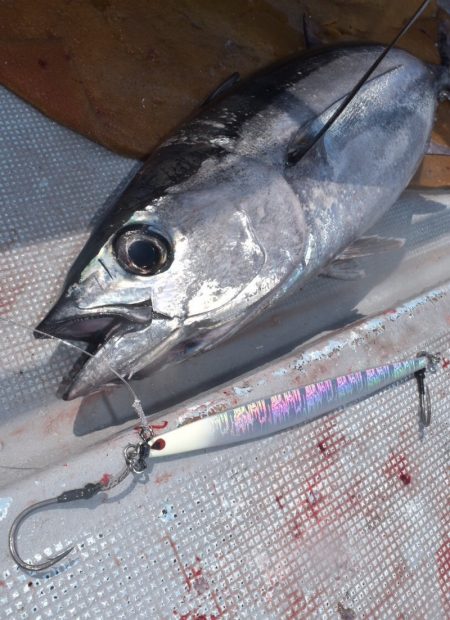 渡船屋たにぐち 釣果