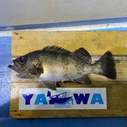 ヤザワ渡船 釣果