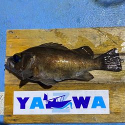 ヤザワ渡船 釣果