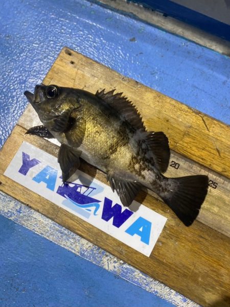 ヤザワ渡船 釣果