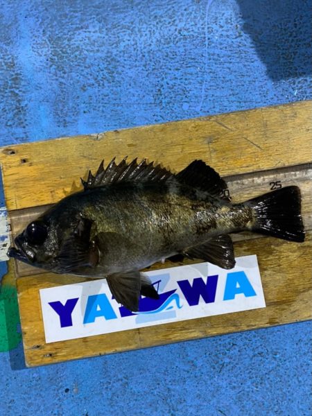 ヤザワ渡船 釣果