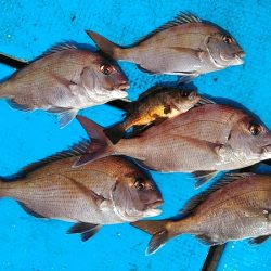 フィッシングガイド りょう 釣果