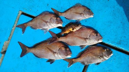 フィッシングガイド りょう 釣果