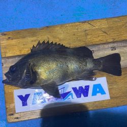 ヤザワ渡船 釣果