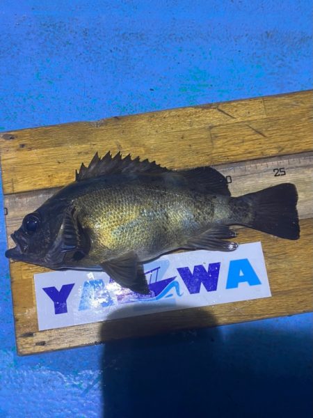 ヤザワ渡船 釣果