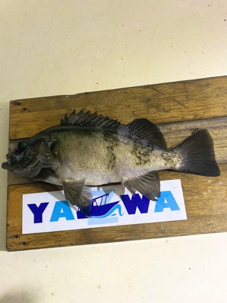 ヤザワ渡船 釣果