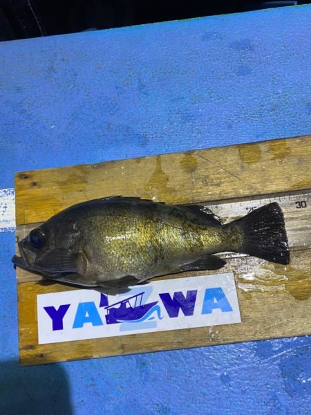 ヤザワ渡船 釣果