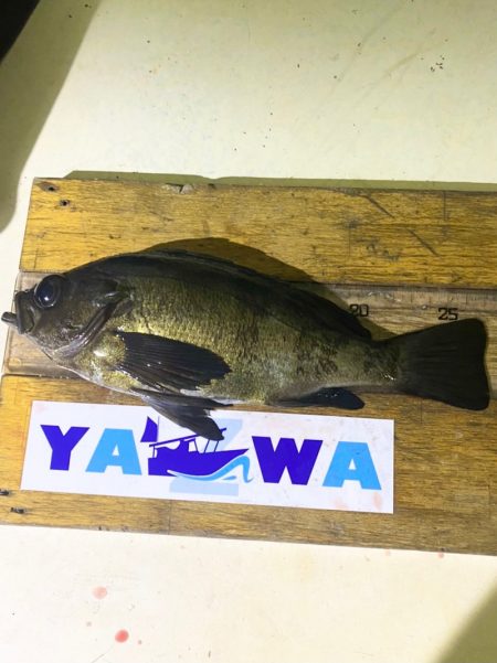 ヤザワ渡船 釣果