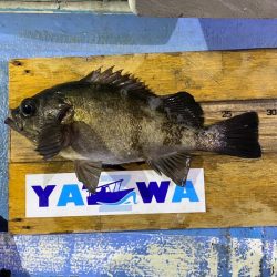 ヤザワ渡船 釣果