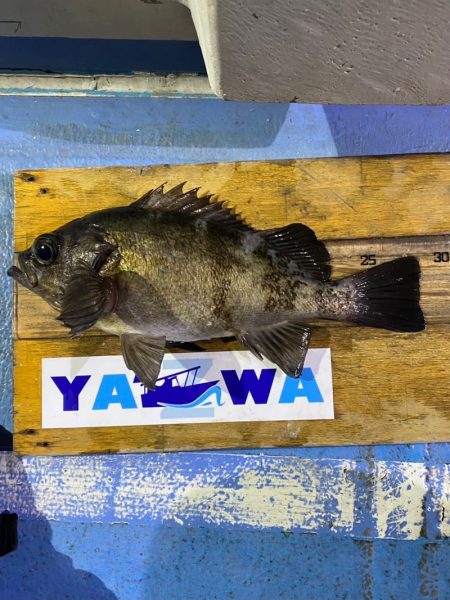 ヤザワ渡船 釣果