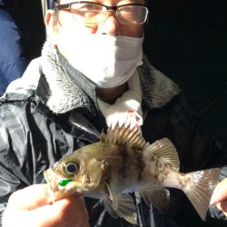 ヤザワ渡船 釣果