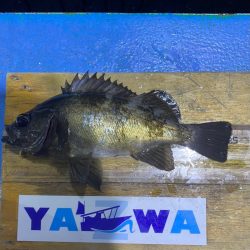 ヤザワ渡船 釣果