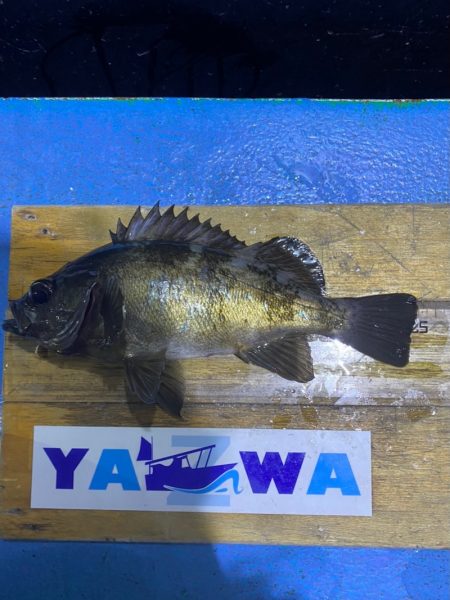 ヤザワ渡船 釣果