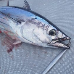 渡船屋たにぐち 釣果