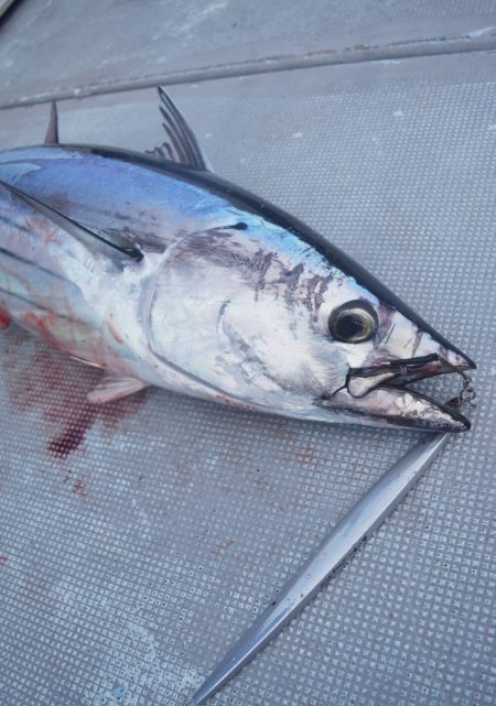 渡船屋たにぐち 釣果