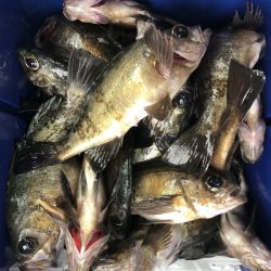 フィッシング　キッタカ 釣果