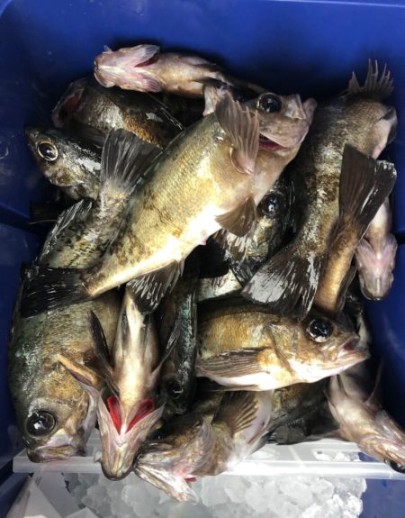 フィッシング　キッタカ 釣果