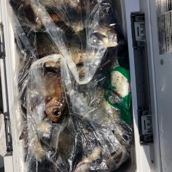 フィッシング　キッタカ 釣果