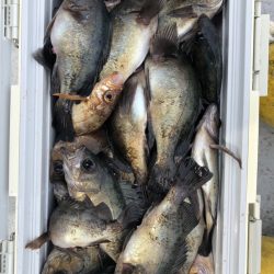 フィッシング キッタカ 釣果