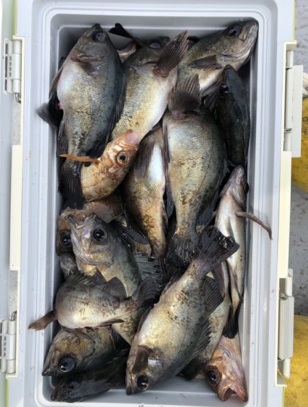 フィッシング キッタカ 釣果