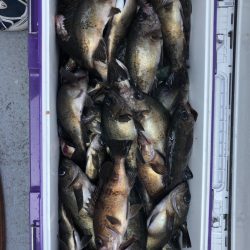 フィッシング　キッタカ 釣果