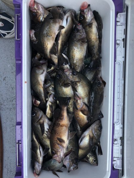 フィッシング　キッタカ 釣果