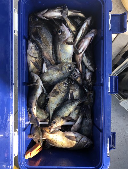 フィッシング　キッタカ 釣果