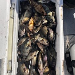 フィッシング　キッタカ 釣果