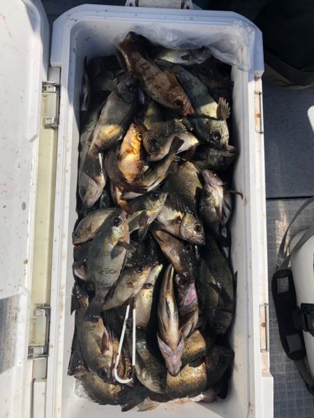 フィッシング　キッタカ 釣果