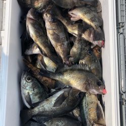 フィッシング　キッタカ 釣果