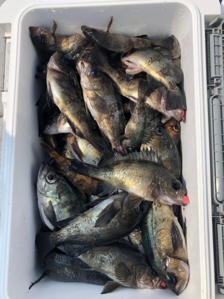 フィッシング　キッタカ 釣果