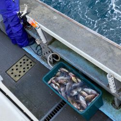 シーランチ 釣果