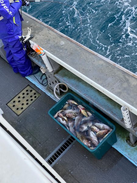 シーランチ 釣果