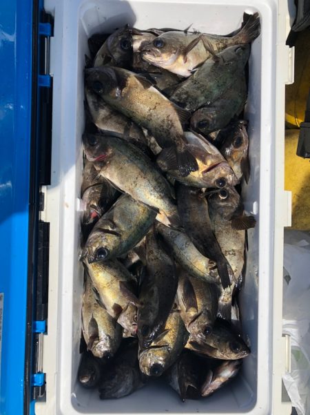 フィッシング　キッタカ 釣果