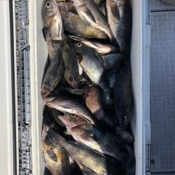 フィッシング　キッタカ 釣果