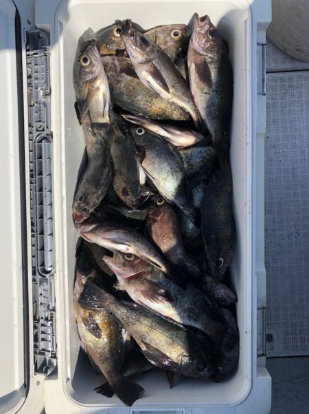 フィッシング　キッタカ 釣果