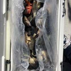 フィッシング　キッタカ 釣果