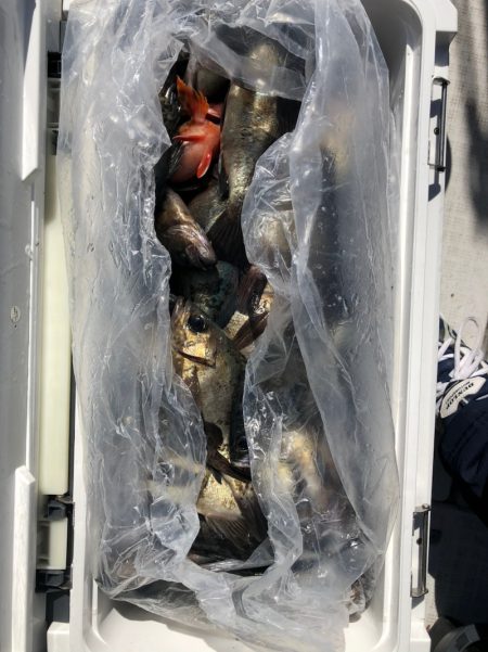 フィッシング　キッタカ 釣果