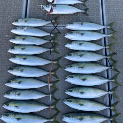 SeaRide(シーライド) 釣果