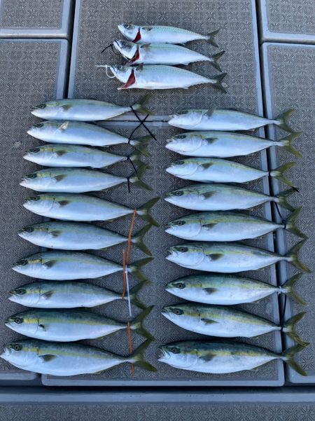 SeaRide(シーライド) 釣果