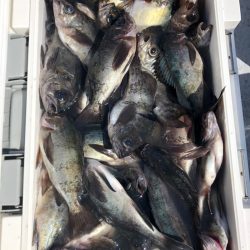 フィッシング　キッタカ 釣果